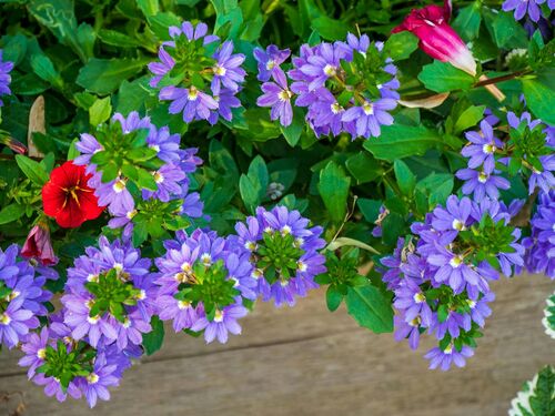 Foto von Sergej Karpow: https://www.pexels.com/de-de/foto/lebendige-scaevola-bluten-in-sommerblute-33016734/