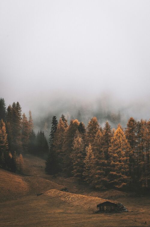 Foto von eberhard grossgasteiger: https://www.pexels.com/de-de/foto/weg-entlang-der-kiefern-2310641/
